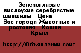 Зеленоглазые вислоухие серебристые шиншилы › Цена ­ 20 000 - Все города Животные и растения » Кошки   . Крым
